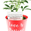 Load image into Gallery viewer, Umbrella Schefflera Plant In "Love Is Patient" Nursery Pot
