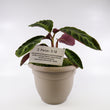 Load image into Gallery viewer, Calathea Jungle Velvet Plant
