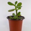 Load image into Gallery viewer, Jade Succulent Plant in "Jesus Loves Me" Planter
