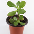 Load image into Gallery viewer, Jade Succulent Plant in "Jesus Loves Me" Planter
