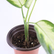 Load image into Gallery viewer, Dieffenbachia Plant in a White Glass Coral Pattern Plant Pot
