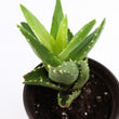 Load image into Gallery viewer, Aloe Nobilis 'Gold Tooth Aloe' Succulent Plant in Silver Plant Pot
