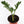 Load image into Gallery viewer, ZZ Plant in a Gray Ceramic Nursery Pot
