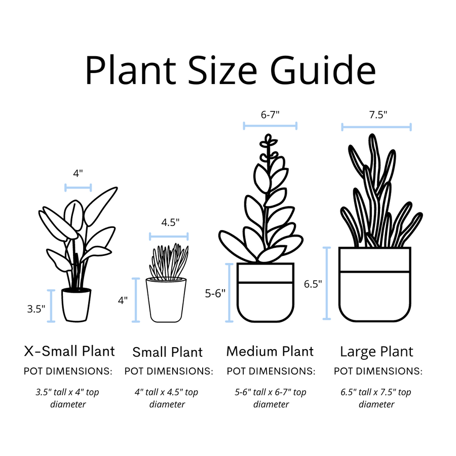 ZZ Plant in a Gray Ceramic Nursery Pot