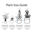Load image into Gallery viewer, Umbrella Schefflera Plant In "Love Is Patient" Nursery Pot
