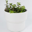 Load image into Gallery viewer, Creeping Inch Plant - Live Plant
