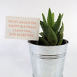 Load image into Gallery viewer, Aloe Nobilis 'Gold Tooth Aloe' Succulent Plant in Silver Plant Pot
