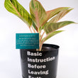 Load image into Gallery viewer, Pink Aglaonema Plant
