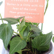 Load image into Gallery viewer, Persian Ivy Live Plant in a Gray Ceramic Flower Pot
