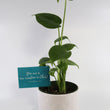 Load image into Gallery viewer, Monstera Deliciosa Plant in a White Glass Coral Pattern Plant Pot
