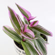 Load image into Gallery viewer, Tradescantia 'Albiflora' Nanouk Plant in "Jesus loves you" Nursery Pot
