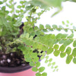Load image into Gallery viewer, Ladder Fern Plant in a Yellow Ceramic Flower Pot
