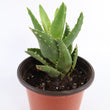Load image into Gallery viewer, Aloe Nobilis 'Gold Tooth Aloe' Succulent Plant in "Jesus Loves Me" Planter
